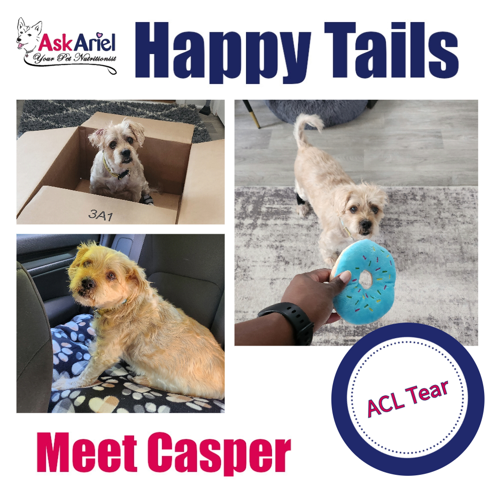 Happy Tails Casper (3)