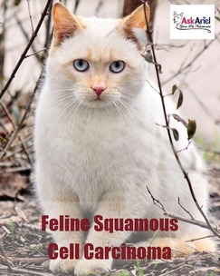 Feline Squamous