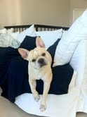 Image Result For French Bulldog Yeast Infection Paws