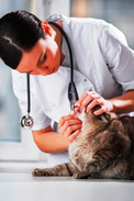 cat veterinarian